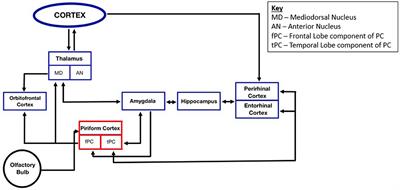 Corrigendum: The role of the piriform cortex in temporal lobe epilepsy: A current literature review